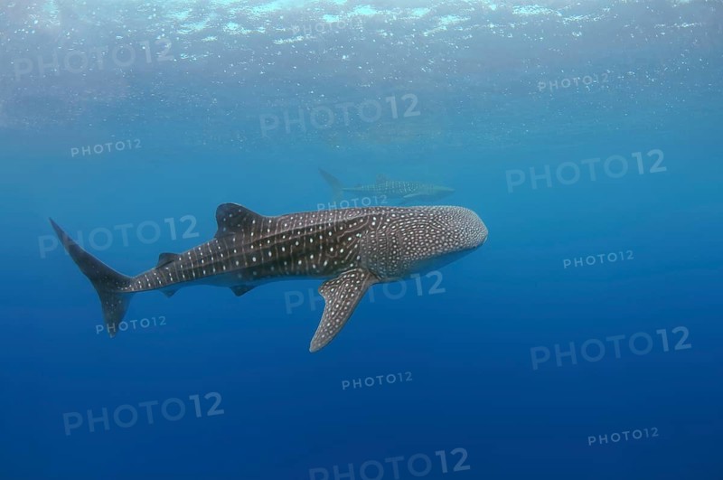 Whale Shark (Rhincodon typus)