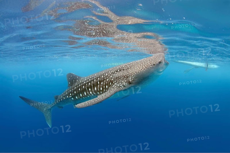 Whale Shark (Rhincodon typus)