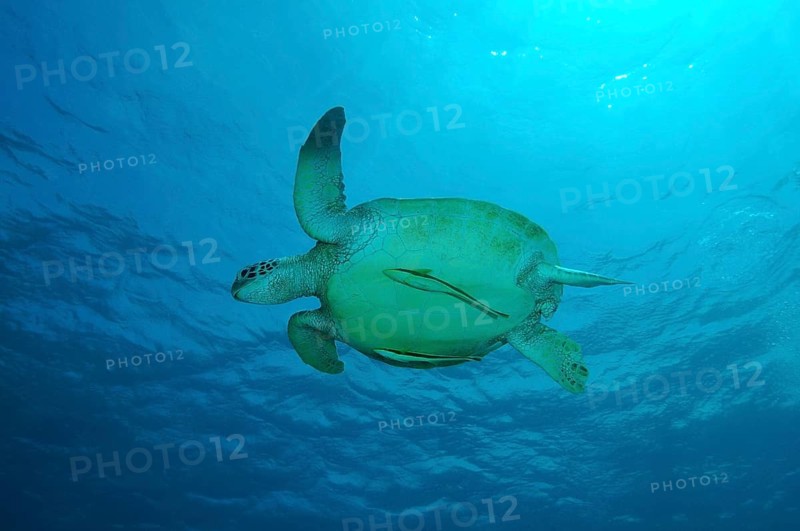 Green Sea Turtle