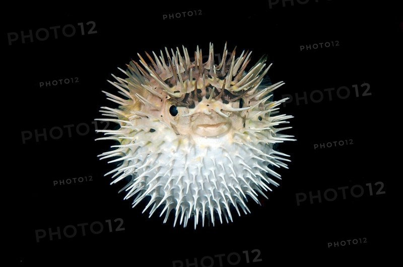 Long-spine Porcupinefish (Diodon holocanthus)