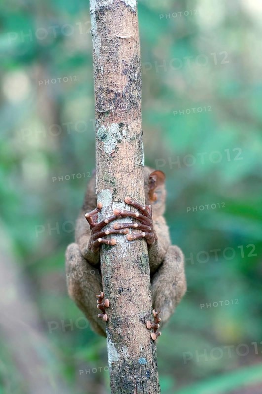 Philippine Tarsier (Carlito syrichta)