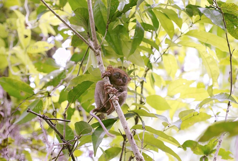 Philippine Tarsier (Carlito syrichta) sitting in a tree