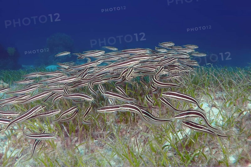 Striped Eel Catfish (Plotosus lineatus)
