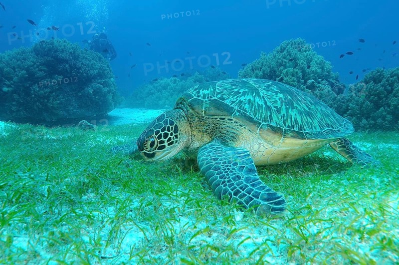 Green Sea Turtle (Chelonia mydas)