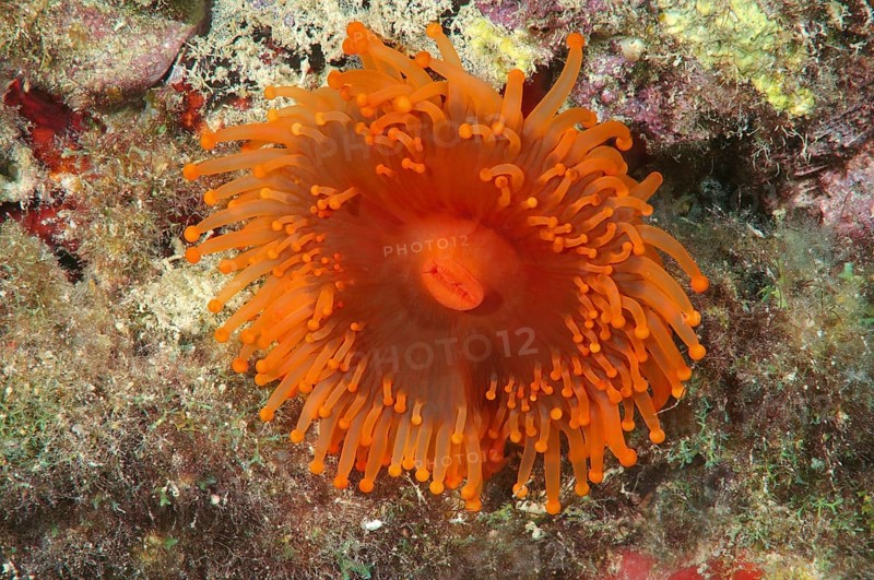 Rose Anemone