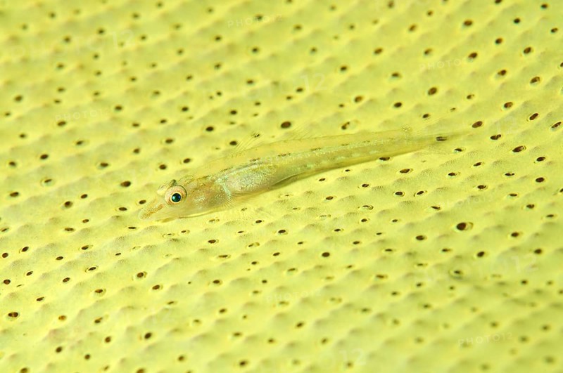 Large Whip Goby or White-line Seawhip Goby (Bryaninops amplus)
