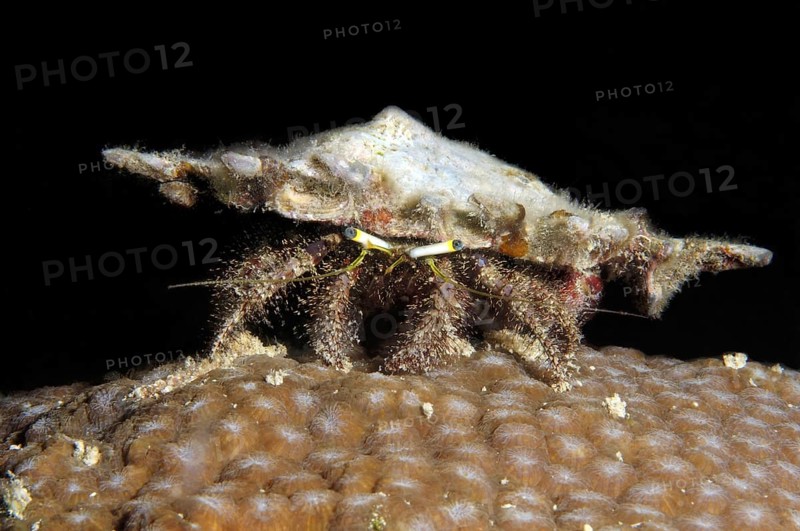 Hairy Red Hermit Crab (Dardanus lagopodes)