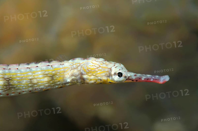 Scribbled Pipefish