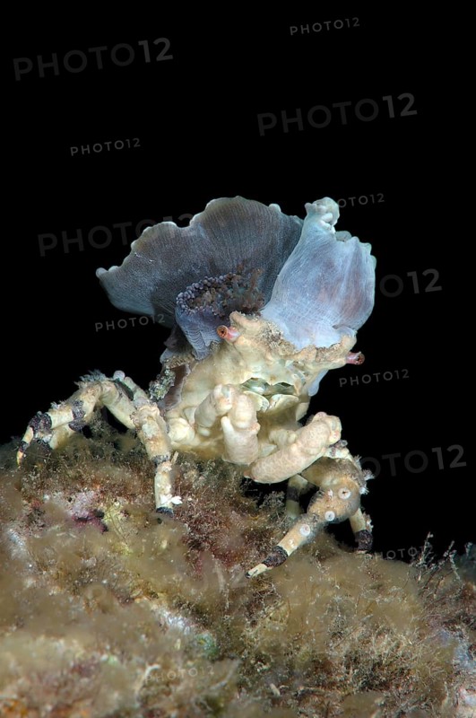 Corallimorph Decorator Crab (Cyclocoeloma tuberculata) with sea anemones on the back