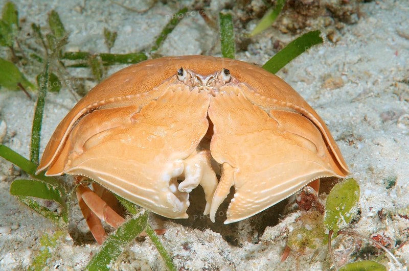 Giant Box Crab (Calappa calappa)