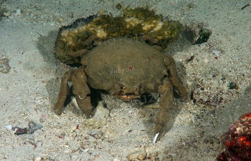 Sponge Crab (Lauridromia dehaani)