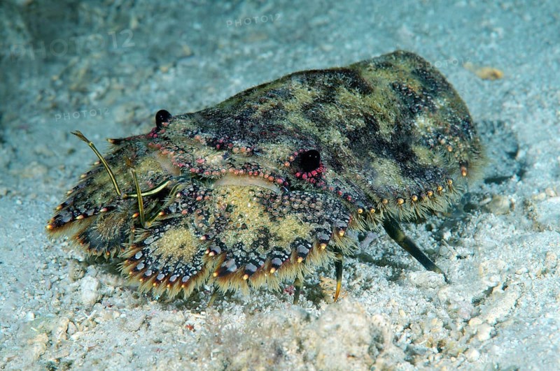 Sea Cockroach (Parribacus antarcticus)