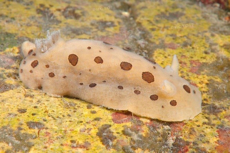 Nudibranch or Sea Slug (Diaulula sandiegensis)