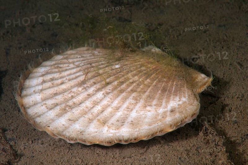 Yesso scallop or Giant Ezo scallop (Mizuhopecten yessoensis)
