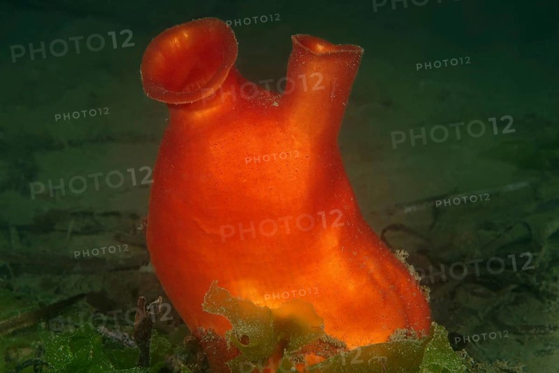 Sea Peach (Halocynthia aurantium)