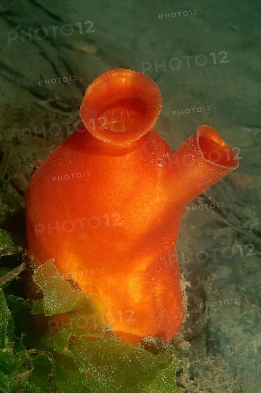 Sea Peach (Halocynthia aurantium)