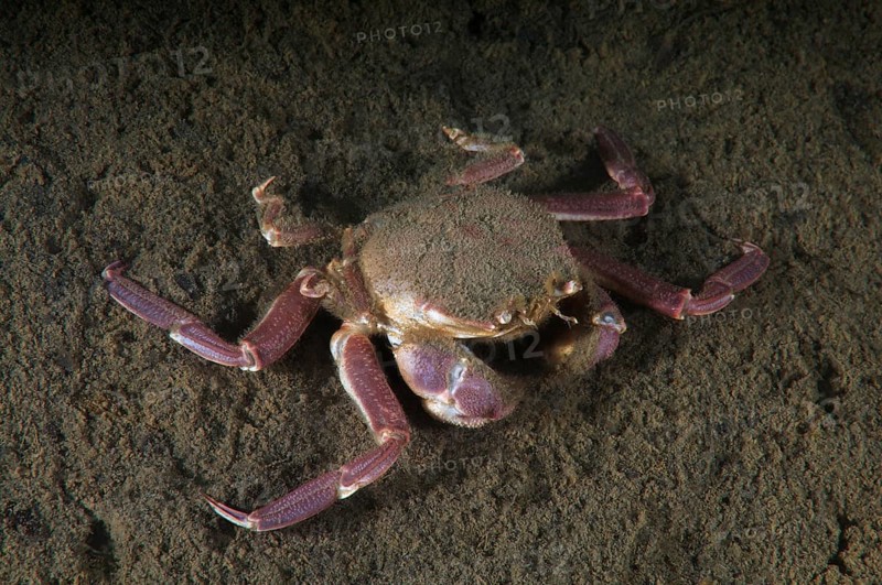 Samurai crab or granulated mask crab (Paradorippe granulata)