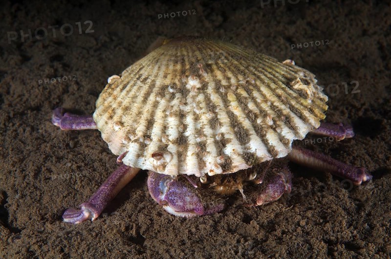 Samurai Crab or Granulated Mask Crab (Paradorippe granulata)