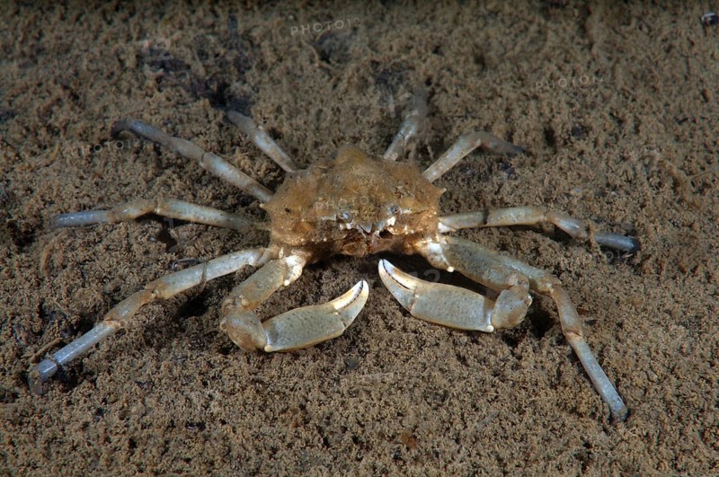 Spider Crab (Pugettia quadridens)