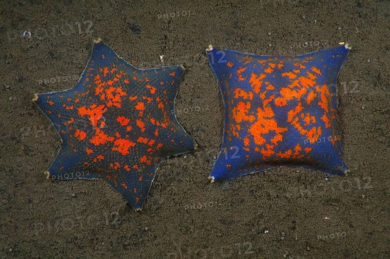 Two genetic mutations of Blue Bat Star (Patiria pectinifera) with four rays and six rays instead of five
