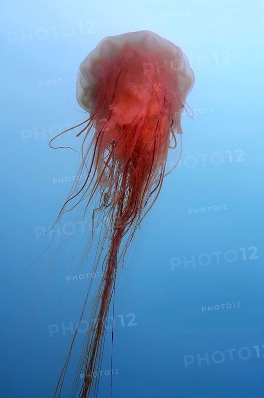 Lion's Mane Jellyfish (Cyanea capillata)