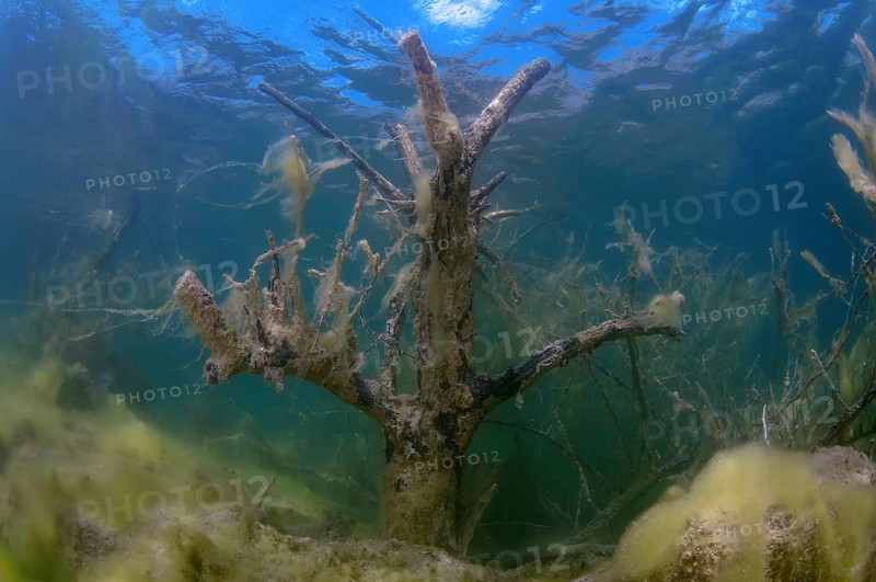 Flooded trees covered with green algae