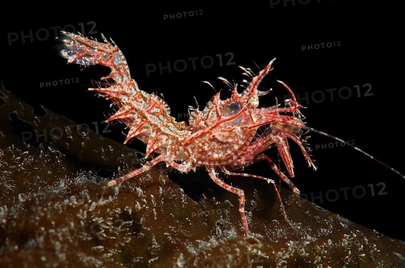 Sharps Shrimp (Rhynocrangon sharpi)