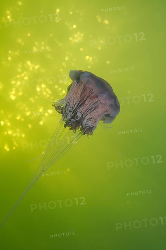 Lion's mane jellyfish (Cyanea capillata)