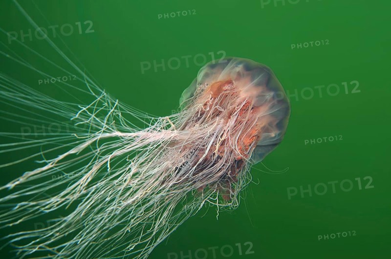 Lion's Mane Jellyfish (Cyanea capillata)