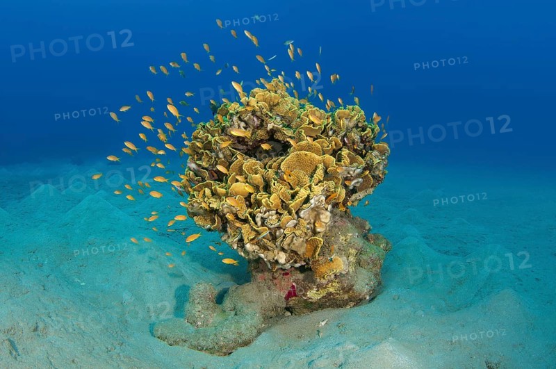 Single Coral (Corallum) on a sandy bottom