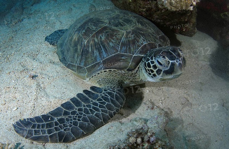 Green Sea TurtleÂ (Chelonia mydas) sleeping on sandy bottom