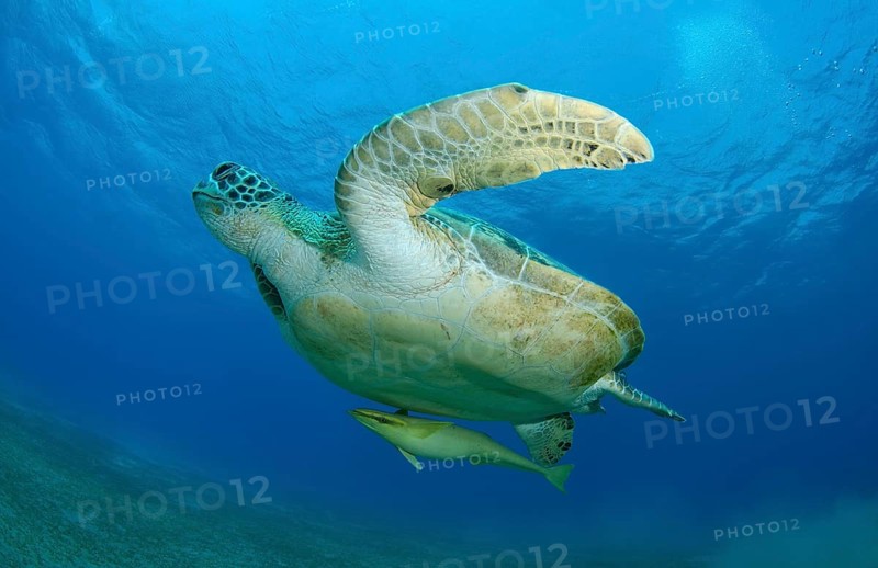 Green Sea TurtleÂ (Chelonia mydas) floating up into the blue water