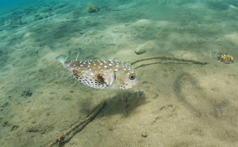 Birdbeak Burrfish (Cyclichtys orbicularis) on sandy bottom