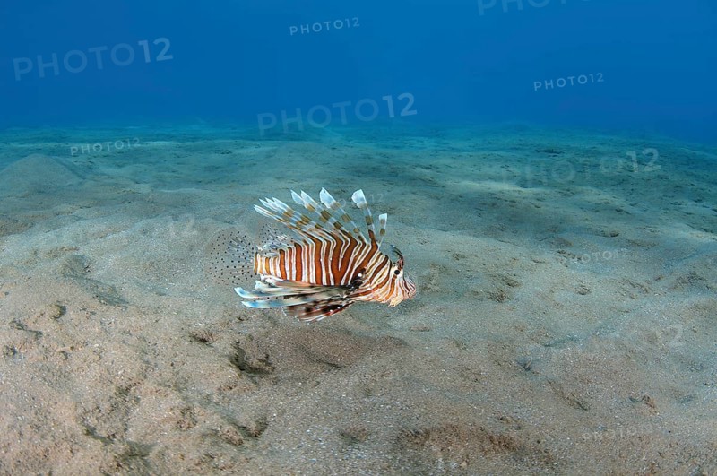 Common LionfishÂ orÂ Devil FirefishÂ (Pterois miles)