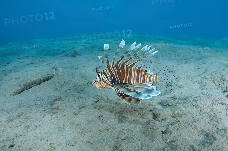 Common LionfishÂ orÂ Devil FirefishÂ (Pterois miles) swimming over the sandy bottom