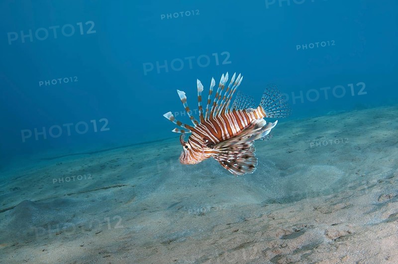 Common LionfishÂ orÂ Devil FirefishÂ (Pterois miles)