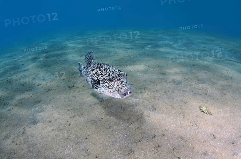 Stellate Puffer (Arothron stellatus)