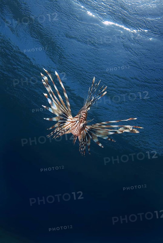 Common LionfishÂ orÂ Devil FirefishÂ (Pterois miles)