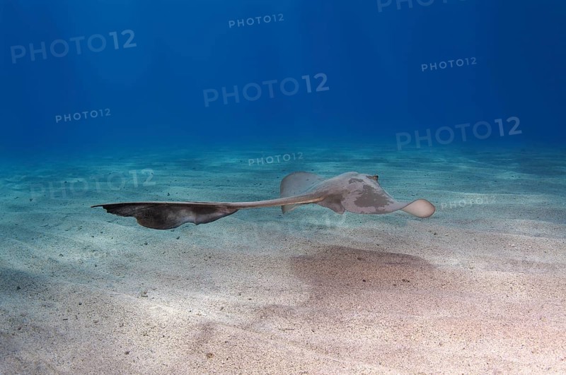 Cowtail Stingray