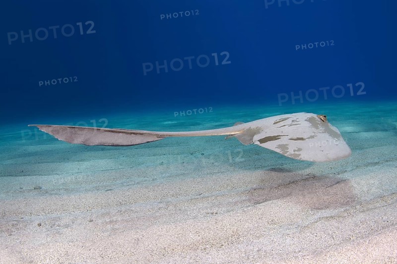 Cowtail Stingray (Pastinachus sephen) above sandy bottom