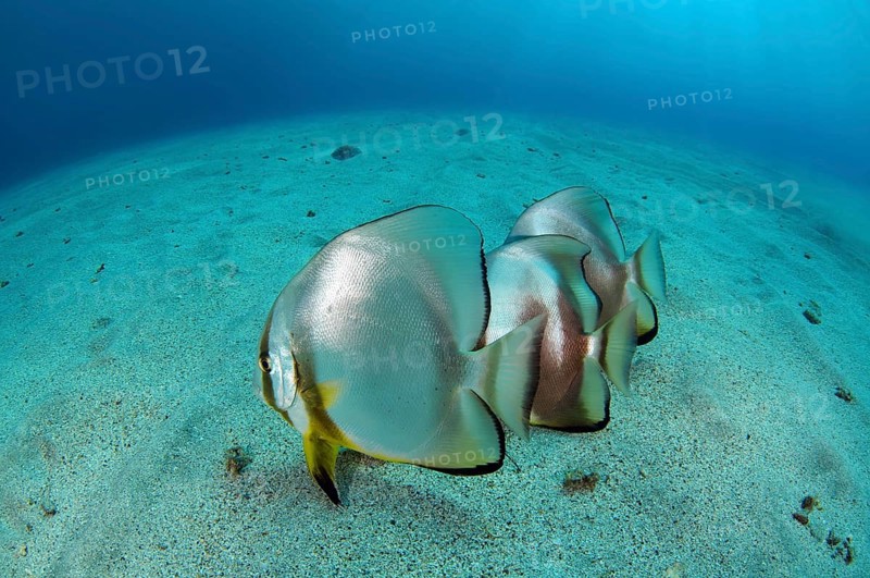 Orbicular Batfishes (Platax orbicularis) on the sandy bottom
