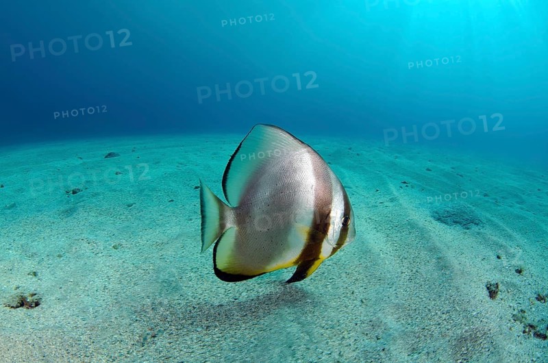 Orbicular Batfish (Platax orbicularis) on sandy seabed