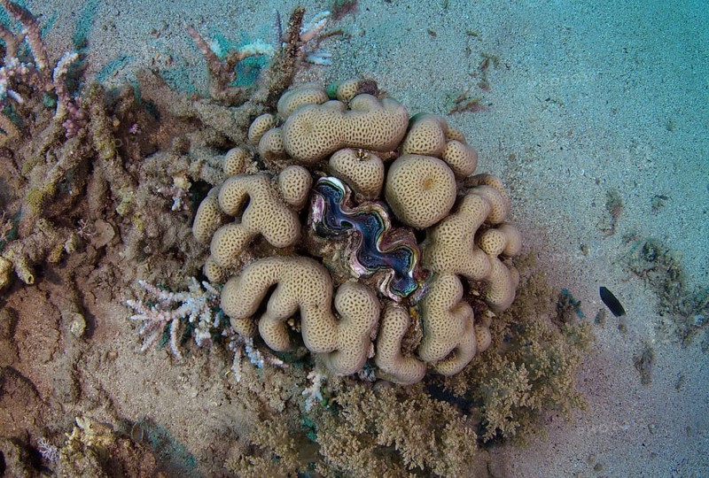 Giant Clam (Tridacna gigas) in the center of stony coral