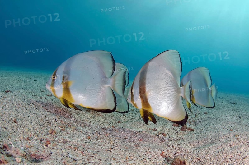 Orbicular Batfish