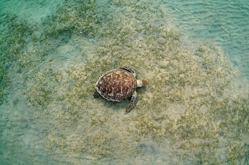 Green Sea TurtleÂ (Chelonia mydas) on sandy bottom