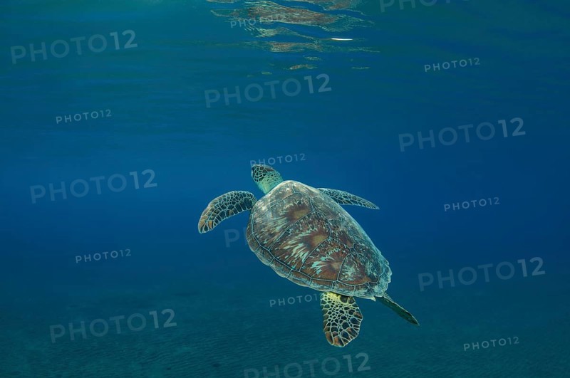 Green Sea TurtleÂ (Chelonia mydas) floating up into the blue water