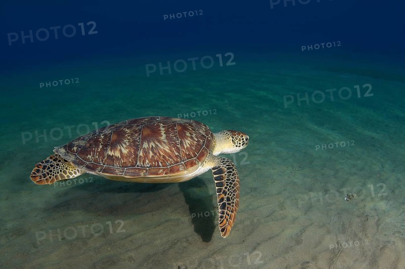 Green TurtleÂ (Chelonia mydas)