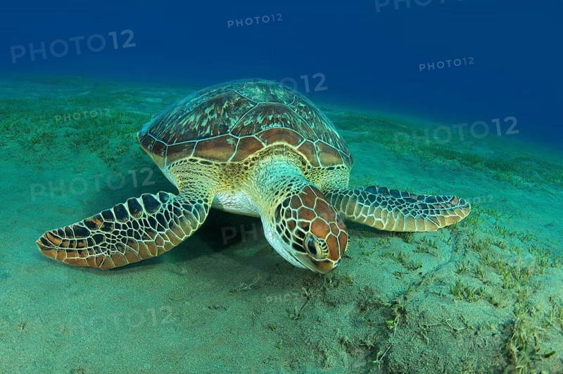 Green Sea TurtleÂ (Chelonia mydas) eating sea grass on the sandy bottom