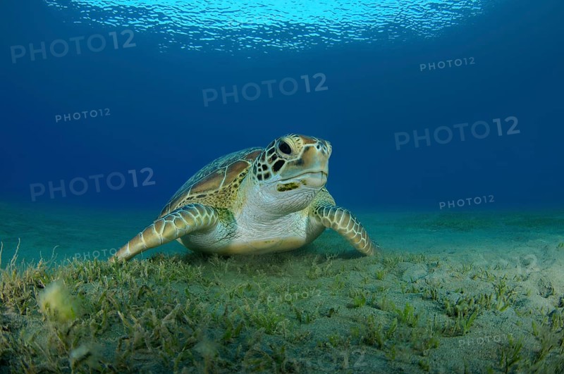 Green Sea TurtleÂ (Chelonia mydas) on sandy bottom