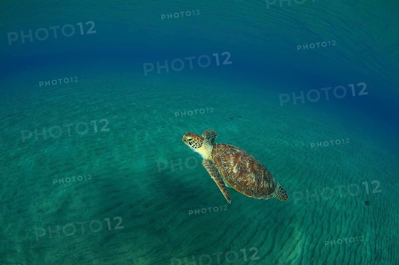 Green TurtleÂ (Chelonia mydas)